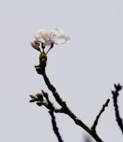 Season's 1st blooming of cherry trees in Japan