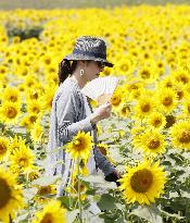 Sunflower fields in Japan