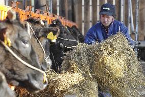 Fukushima farmers reluctant to leave cows