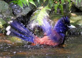 Amami jay bathes on southwestern Japan island