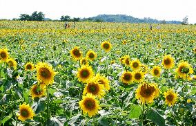 1.3 million sunflowers in full bloom in Hokkaido