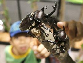 Beetles showcased at Tokyo Skytree town exhibit