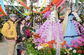 Orchid festival begins in Tottori, western Japan