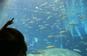 Aquarium aims to recover swarm of tuna