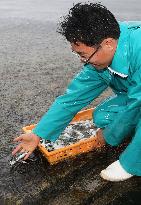 Baby tiger puffers released into Osaka Bay in first attempt