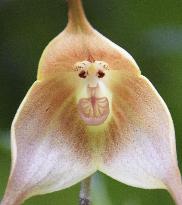 "Monkey-faced" orchid in Kyoto