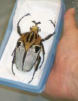 Father, son allegedly smuggled largest beetle
