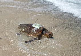 Endangered sea turtles migrate in wider areas