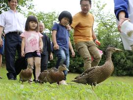 Ducklings' march in Kyoto