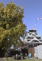 Ginkgo and Kumamoto Castle