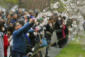 Cherry blossoms at Imperial Palace