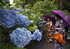 Hydrangeas at Kamakura temple