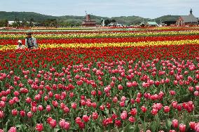 Tulips in full bloom in Hokkaido