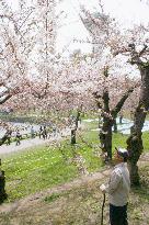 'Cherry blossom front' arrives in Hokkaido