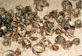 Hermit crabs release offspring at Kagoshima beach