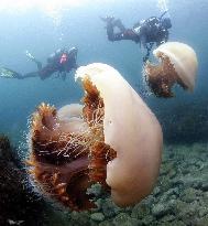 Giant jellyfishes swim in the Sea of Japan