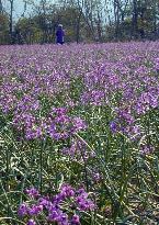 Shallots in full bloom in Tottori Pref.