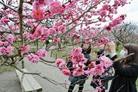 Precocious plum blossoms in Kairakuen at best time