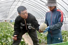 Harvest of Yubari Melon begins in Hokkaido