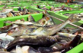 Measures needed to save fish stocks from dwindling further