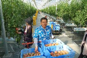 Tomato cultivation expected to revive tsunami-hit Japanese city
