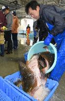 Fukushima struggles with radiation scare as Bangkok cancels fish event