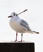 Black-headed gull in Japan