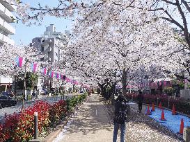 Cherry trees in Tokyo