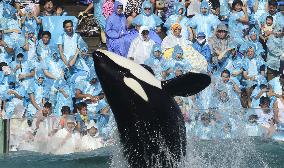 Attraction at Kamogawa Sea World in Japan