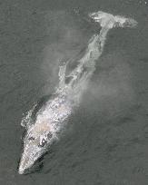 Japan asked to step up protection of endangered gray whales