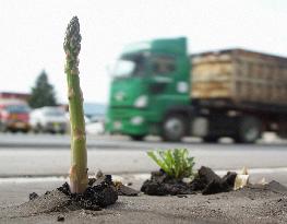 'Power' asparagus amazes people in Hokkaido city