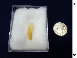 Extinct Japanese wolf's tooth found