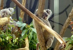 3 koalas from Queensland debut at Saitama zoo