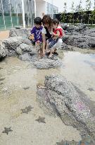 Family plays with starfish on aquarium beach in northeastern Japan