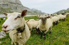 Hundreds of sheep gather at Shepherds' festival in Switzerland