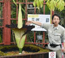 Amorphophallus titanium comes into bloom