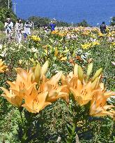 Millions of lilies in full bloom in northern Japan