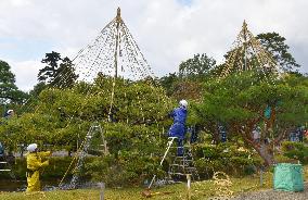 Tree protection work at Kenrokuen