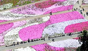 Moss pink flowers blanket Saitama park