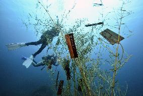 "Undersea Vega Festival" draws many divers