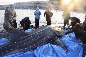 Stray whale shark in western Japan