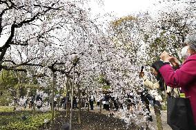 Cherry blossoms in Tokyo
