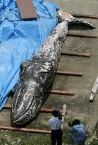 Gray whale found dead outside Tokyo Bay