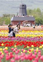 Tulips bloom at Hokkaido park