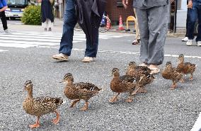 Ducks take annual walk in Kyoto