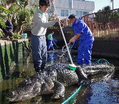 Annual alligator washing