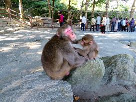 Monkey park in Oita, Japan