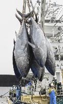 Bluefin tunas at port in western Japan