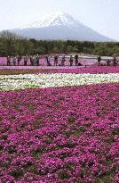 Moss phlox in full bloom at foot of Mt. Fuji