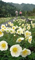 Chinguruma starts blooming in Oze